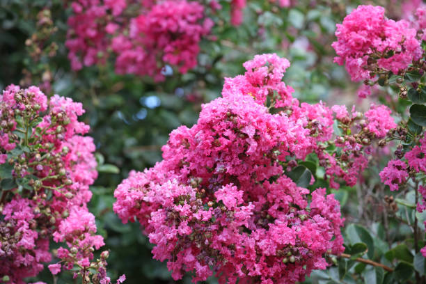 istock Lagerstroemia indica, the pink crape myrtle in flower. 1970716217