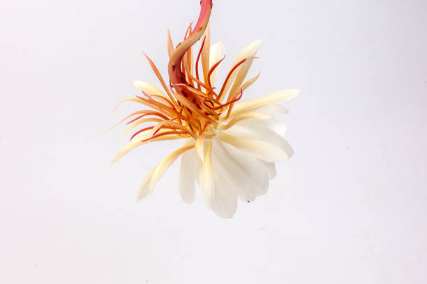 Flower Epiphyllum anguliger on a white background, isolate.