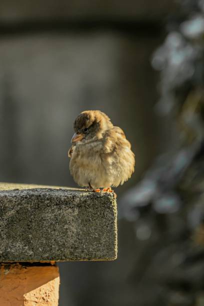 istock the small bird is standing on top of the wall ledge 1970721439