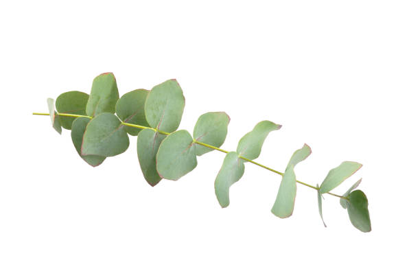 istock Green eucalyptus leaves isolated on a white background. Aromatherapy.Beautiful eucalyptus branches. Bouquet. Place for text, copy space, mockup 1970723557