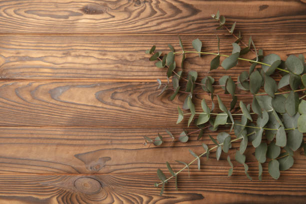 istock Eucalyptus leaves. Aromatherapy. Fresh eucalyptus close-up on  background. Fragrant essential oil. View from above. Copy space. Natural cosmetics and skin care concept. 1970724083
