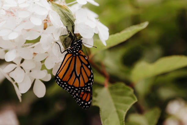 istock Monarch Butterfly in a Hydrangea Garden 1970725139