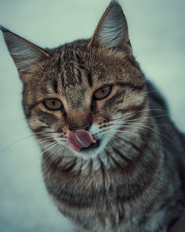 a noble stray cat with a tongue sticking out