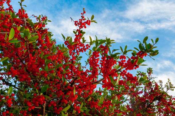 frutos vermelhos nos ramos de uma planta.
texas, parque estadual garner, eua - healthy eating summer berry branch - fotografias e filmes do acervo