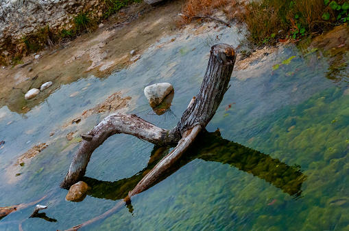 The trunk of a swamp cypress that has fallen into the river, growing in the water on the river bank. Texas, Garner State Park, USA