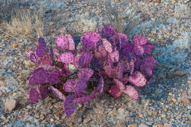 Beavertail prickly pear cactus in bloom with pink magenta flowers, in Anza-Borrego Desert State Park, in the Colorado Desert, San Diego County, California.