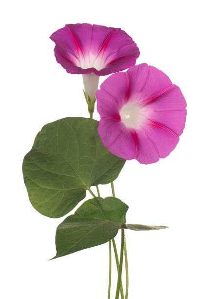 Morning Glory flower stock photo