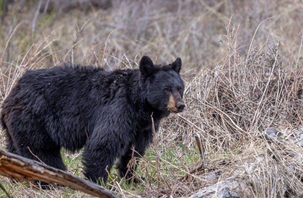 istock Black Bear in Yellowstone National Park in Spring 1970739104
