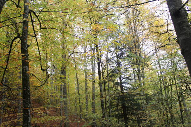 istock Beautiful nature and trees 1970741170