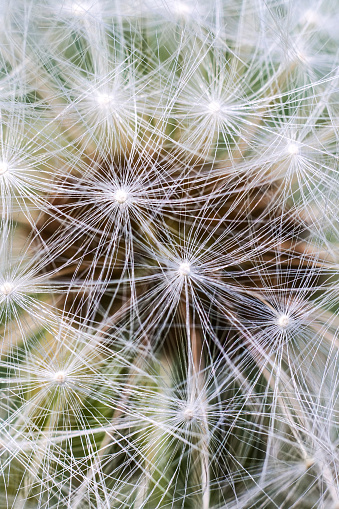 A macro shot of Dandelion seeds , great details