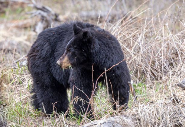 istock Black Bear in Yellowstone National Park in Spring 1970742200