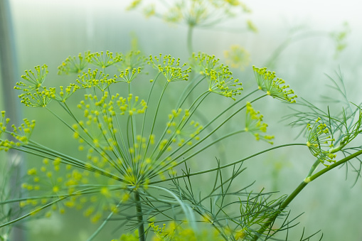 Blooming dill rosette on blurred green background, close-up. Dill inflorescence for publication, design, poster, calendar, post, screensaver, wallpaper, card, cover, website. High quality photography