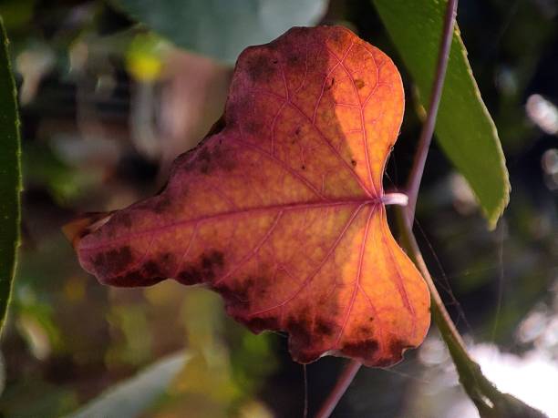 istock Heart shaped dry leaf red in color with sunlight from background 1970755295