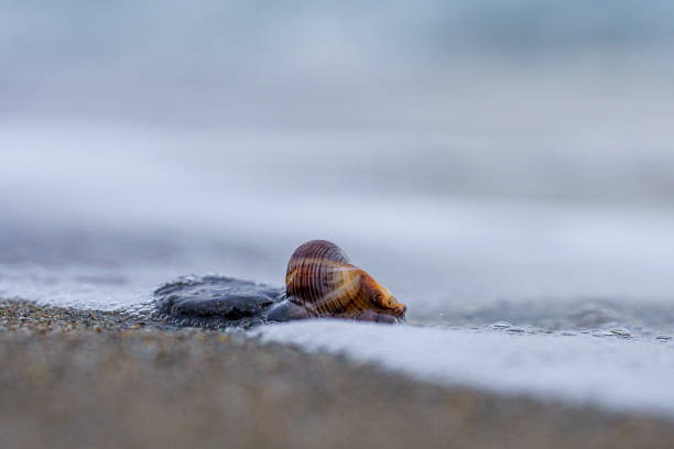 A seashell resting on sandy beach near the tranquil ocean waters