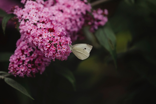 A beautiful cabbage butterfly feeding on the blooms of a butterfly bush.