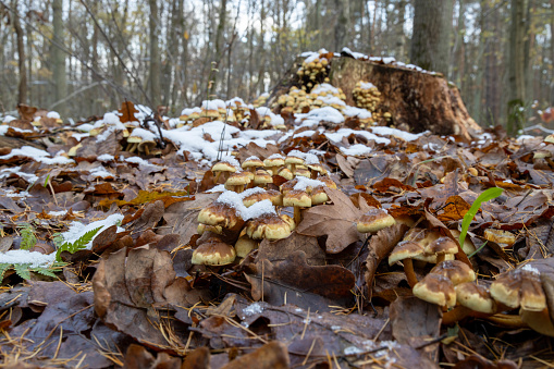 Forest at early winter with partial snow cover