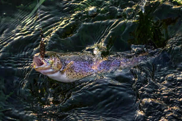 istock trout fish caught on a lure 1970785104