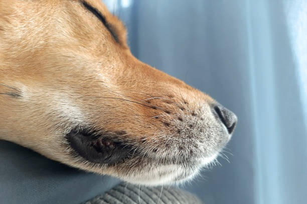 istock Cute muzzle of sleeping dog. Potcake dog. Sunny day siesta. 1970795601