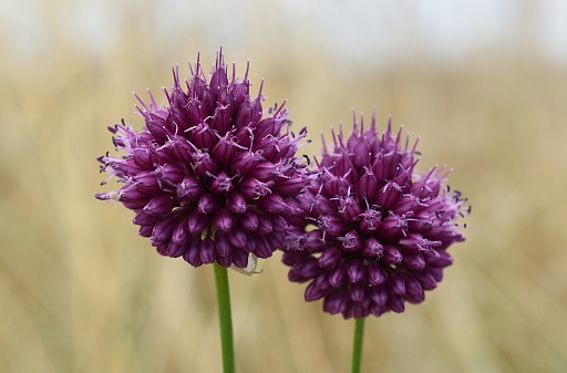 Close-up of two purple heads of wild garlic (Allium sphaerocephalon ) in the wild. Drôme, France.