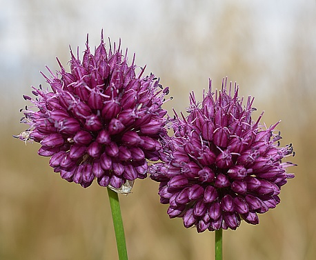 close-up of two purple heads of wild garlic (Allium sphaerocephalon ) in the wild. Drôme, France.