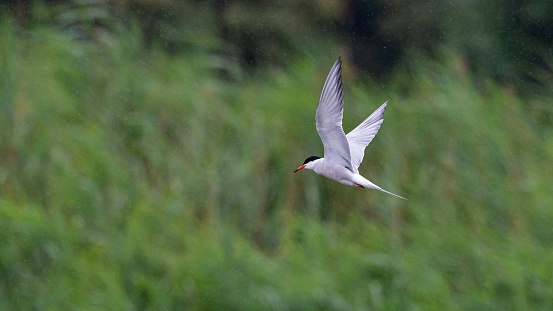 Summertime side view close-up of a single adult common tern (Sterna Hirundo) with spread wings upwards, flying by in the rain over a pond in search for fish against defocussed green trees [in the Netherlands the common tern is on the Red List of Threatened Species]