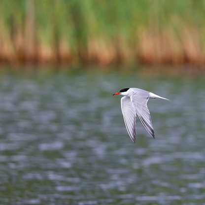 Summertime side view close-up of a single adult common tern (Sterna Hirundo) with spread wings downwards, flying by over a pond  [in the Netherlands the common tern is on the Red List of Threatened Species]