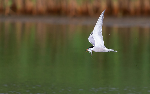 Summertime side view close-up of a single adult common tern (Sterna Hirundo) with spread wings upwards, flying by over a pond with a fish in its mouth that he has just caught [in the Netherlands the common tern is on the Red List of Threatened Species]