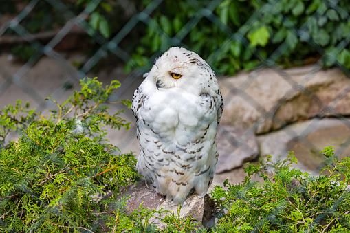 A white strong feathered snowy owl on its stone in a zoo