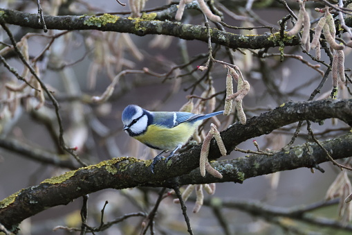 Blue tit bird