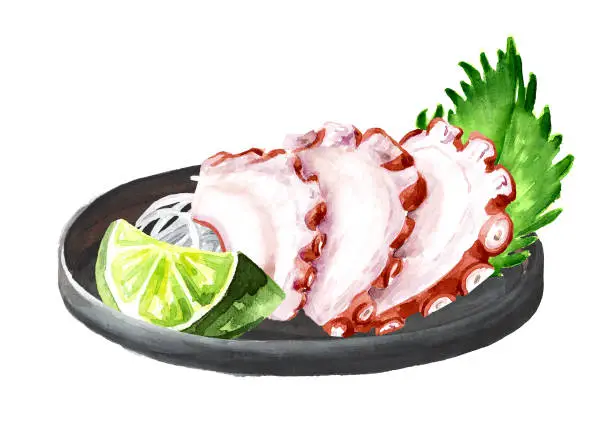 Vector illustration of Japanese Octopus Sashimi. Hand drawn watercolor illustration,  isolated on white background