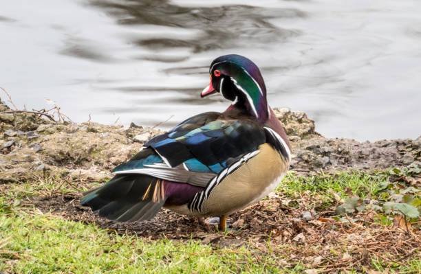 istock Wood Duck at Waters Edge 1970846020