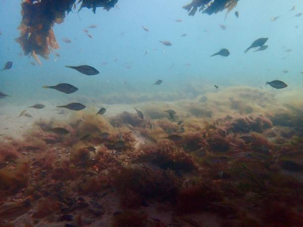 블레어고리 부두 아래의 바다 풍경 - victoria sponge 뉴스 사진 이미지