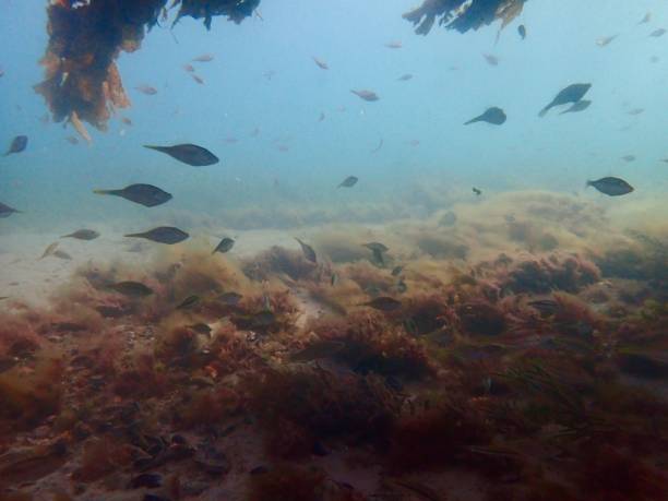 istock Seascape under the Blairgowrie pier 1970848240