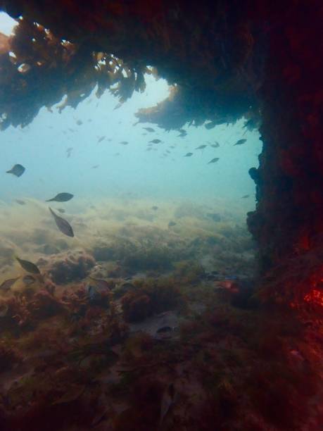 морской пейзаж под пирсом блэргори - victoria sponge стоковые фото и изображения