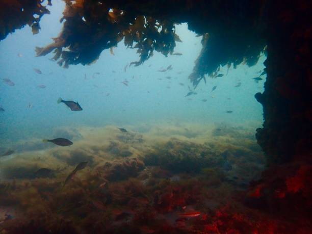 paesaggio marino sotto il molo di blairgowrie - victoria sponge foto e immagini stock