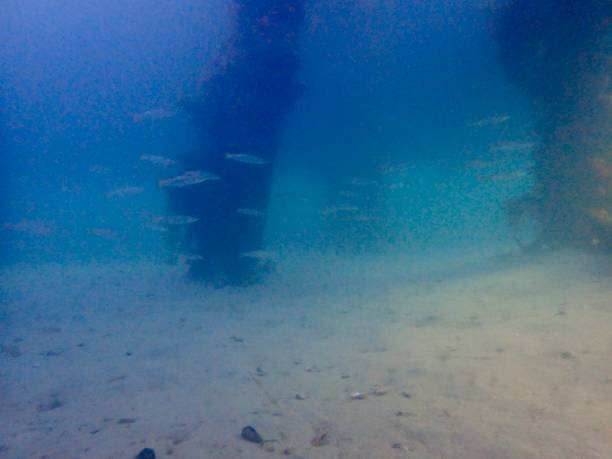 seascape under the blairgowrie pier - victoria sponge 뉴스 사진 이미지