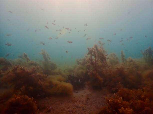 istock Seascape under the Blairgowrie pier 1970850348