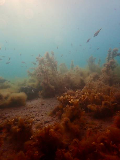 seascape under the blairgowrie pier - victoria sponge ストックフォトと画像