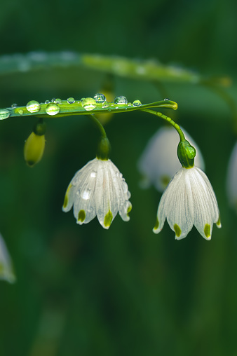 Snowdrop flowers with raindrops on them