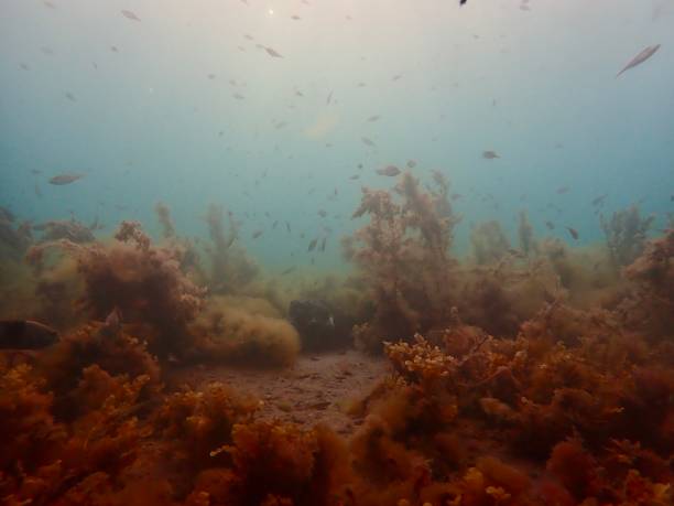 istock Seascape under the Blairgowrie pier 1970850909