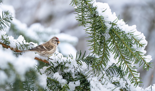 Redpoll perching on a snow covered branch in my back yard.