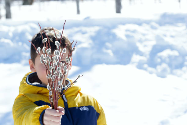 A boy with a bunch of fluffy pussy willows in the spring park.