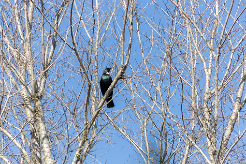 black and green bird on tree branch in winter in new zealand