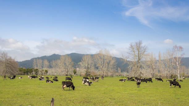 istock green landscape with cows and mountain in the background 1970855050