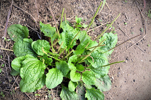 The greater plantago medicinal plant with flower growing in the backyard