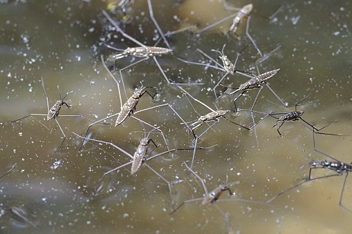 Several Chilean Water Striders (Aquarius chilensis) wait for prey to fall onto the surface of a pond in central Chile, after which they will stab it with their poisonous mouthparts and suck the body contents dry.