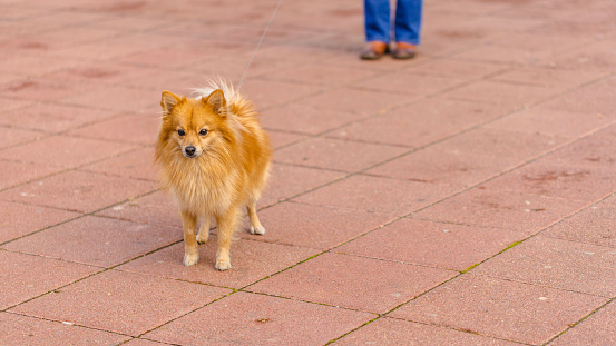 Portrait of an German-Spitz dog playing at the off-leash dog park