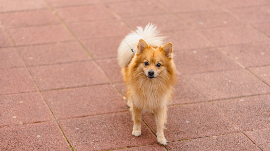 Portrait of an German-Spitz dog at the off-leash dog park