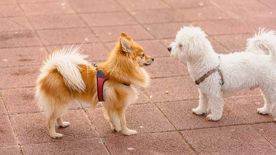German-Spitz and Bichon dog playing at the off-leash dog park