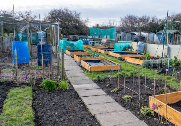 Allotment in the winter time